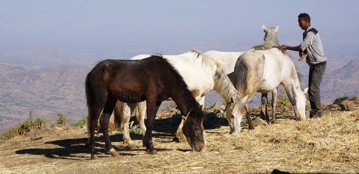 Pferde in Äthiopien